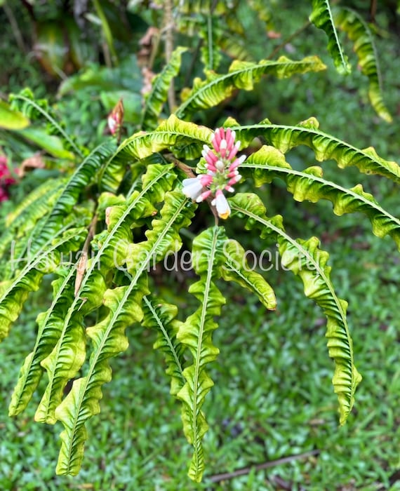 Rare*exotic*ginger Alpinia Rugosa Rhizome, Fresh, Exotic Unusual