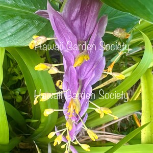 Blue Hawaii Globba  Ginger rhizome,  stunning, rare and exotic