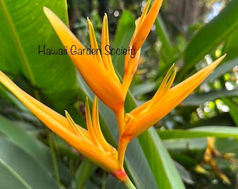 3 Golden Torch Heliconia Rhizomes