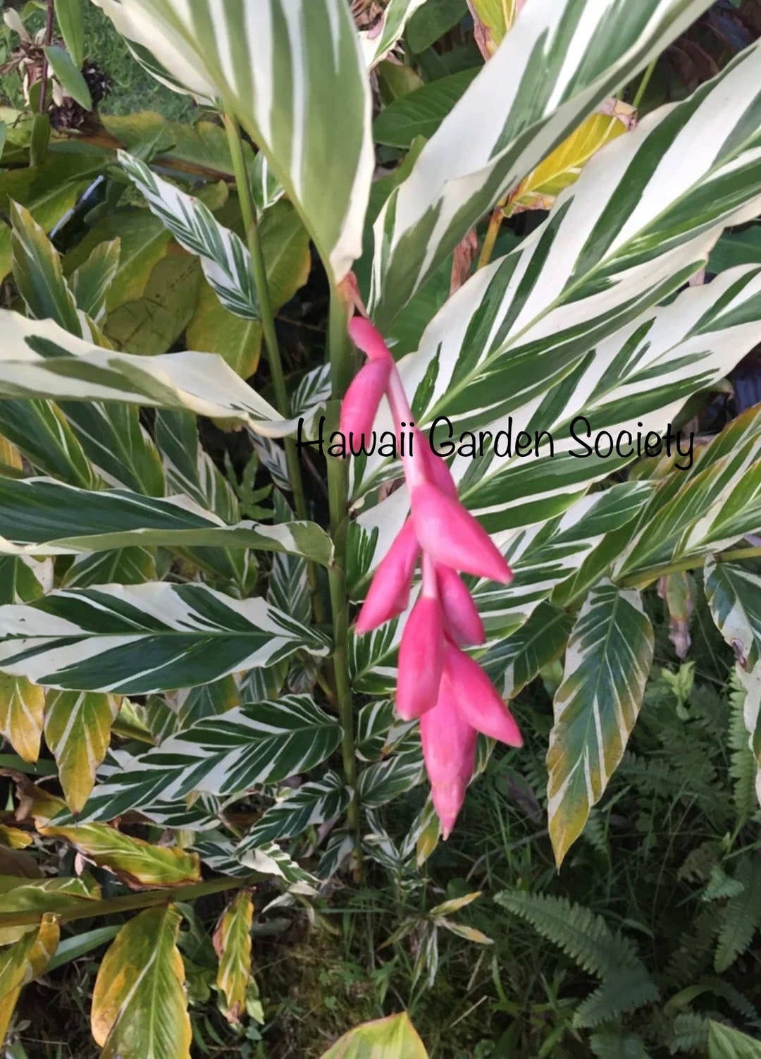 Variegated Ginger. Shell Ginger. Alpinia Purpurta Sandrea - Etsy
