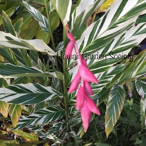 Variegated Ginger.  Shell ginger. Alpinia Purpurta Sandrea