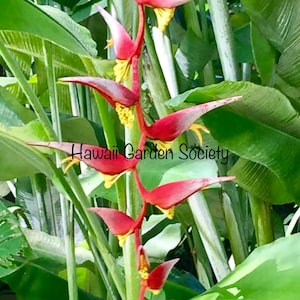 Heliconia Collinsiana Rhizome live organic tropical Hawaiian