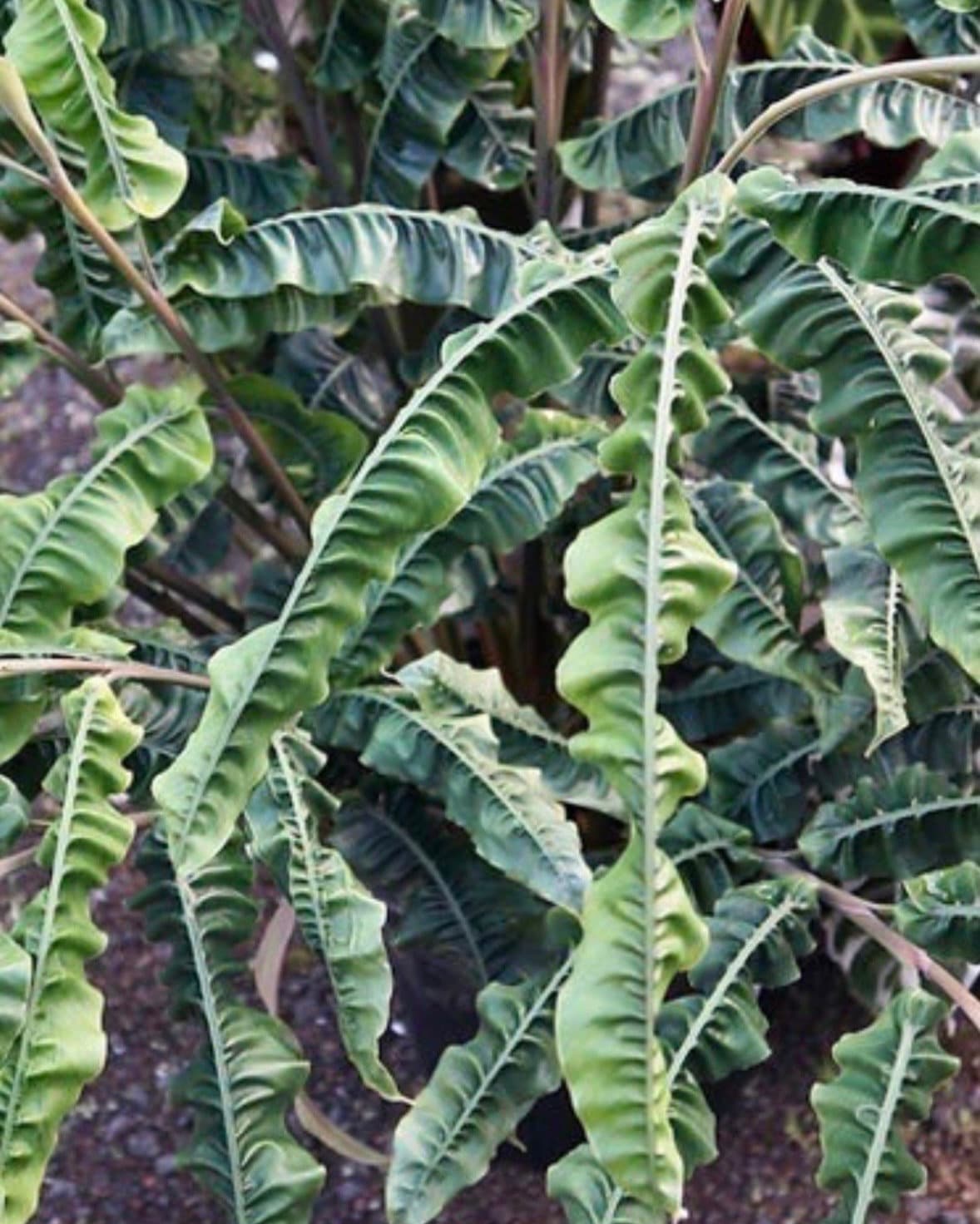 Alpinia rugosa アルピニア ルゴサ 激レア 【公式通販】