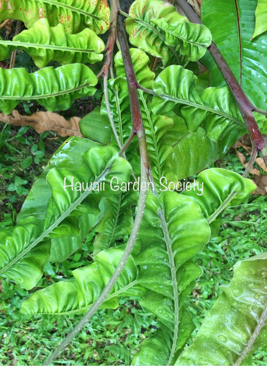 Alpinia rugosa アルピニア ルゴサ 激レア 【公式通販】
