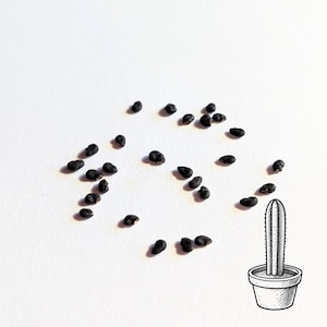 May include: Scattered black seeds on a white background, with a small, sketched illustration of a cactus in a pot. The seeds appear to be small and oval-shaped, suggesting a plant-related theme.