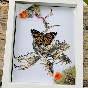 REAL Monarch Butterfly framed with Dried Floral Dried Mushrooms and Mermaid background
