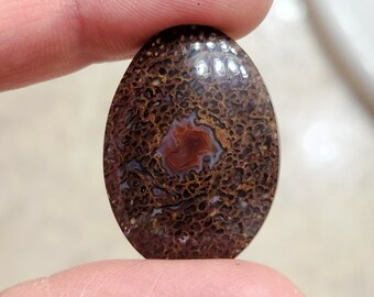 TK High Quality Agatized Dinosaur Gembone Cabochon