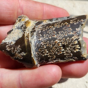 Baculite Specimen For COLLECTION