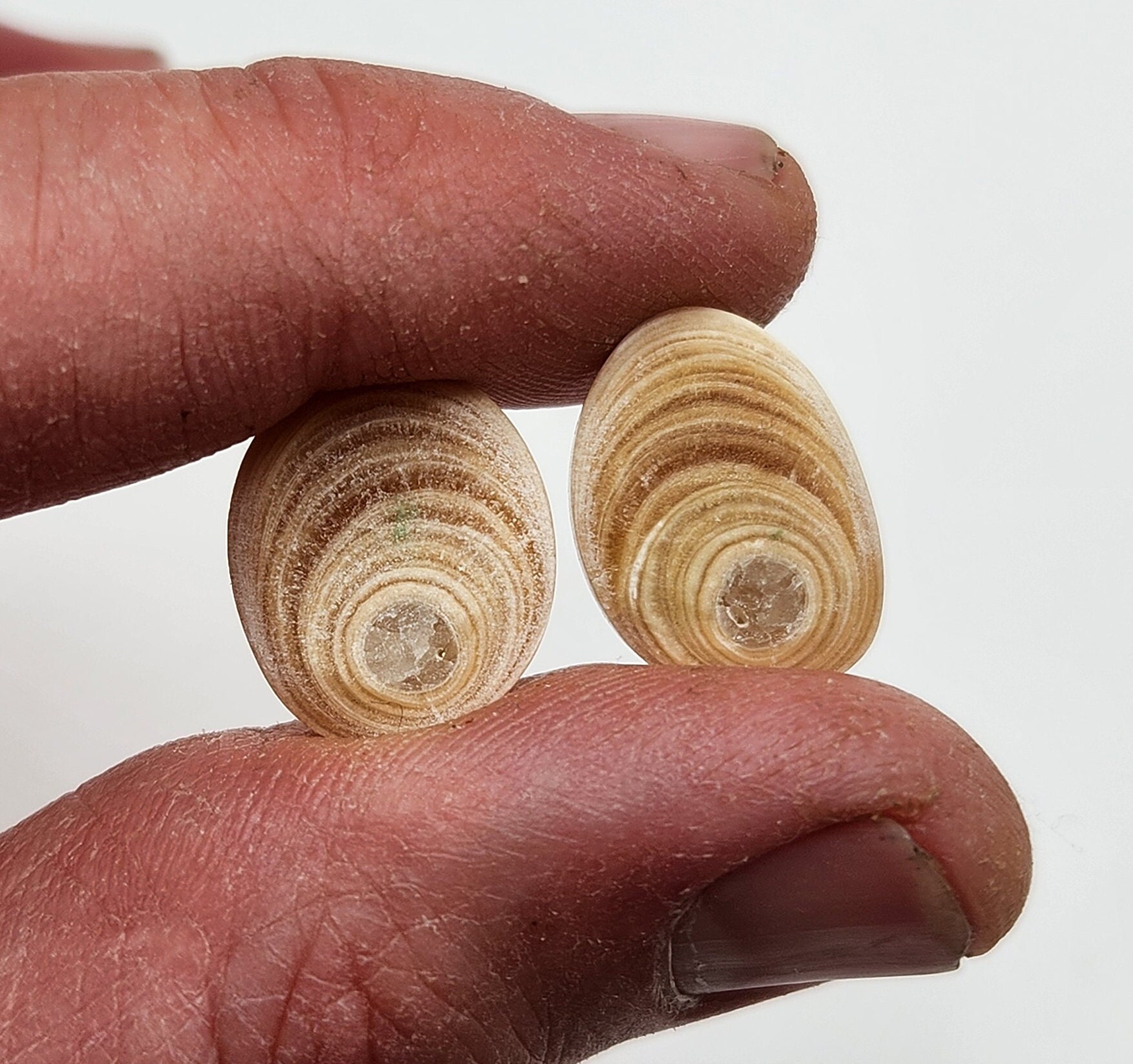 鍾乳石 51CW9VWDx6L._AC_UF350,