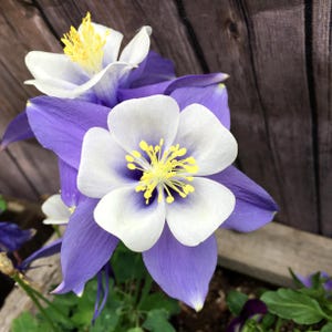 Columbine flower seeds, McKana&#39;s Giant flowers, Perennial flower seeds