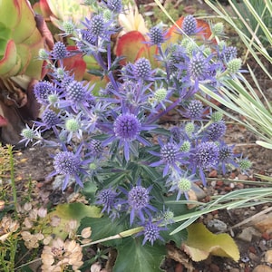 Blue Steel Sea Holly seeds, Drought tolerant flowers, Unique blue blooms