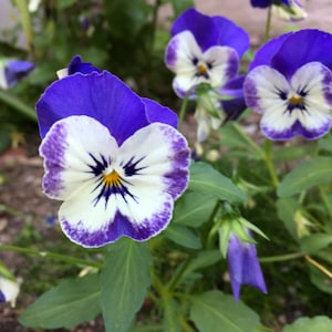 Horned Violas, Johnny Jump ups, Tiny Pansy seeds