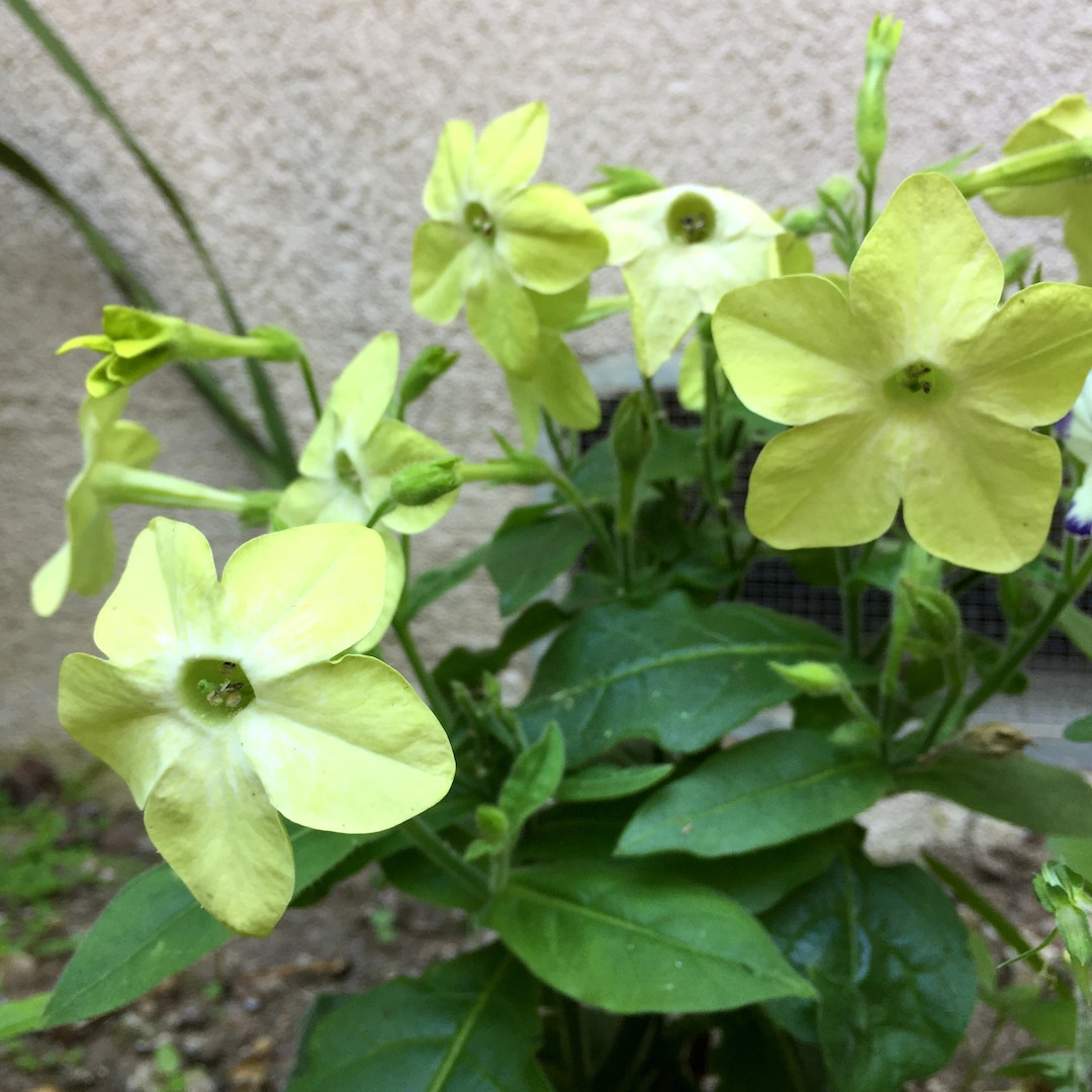 jasmine tobacco plant for sale 500 Fragrant Seeds, Moonlight Flowering Tobacco, Nicotiana Alata NI205C broad leafed plants with graceful sprays of white tubular blossoms Renee's Garden Heirloom Nicotiana Jasmine