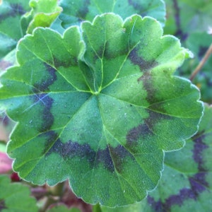Geranium mix seeds, scented leaf plant, geranium variety