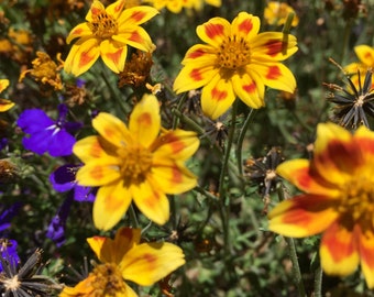 Bidens yellow red star seeds, Bidens Taka Tuka flowers, border flower