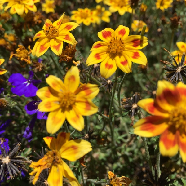 Bidens yellow red star seeds, Bidens Taka Tuka flowers, border flower