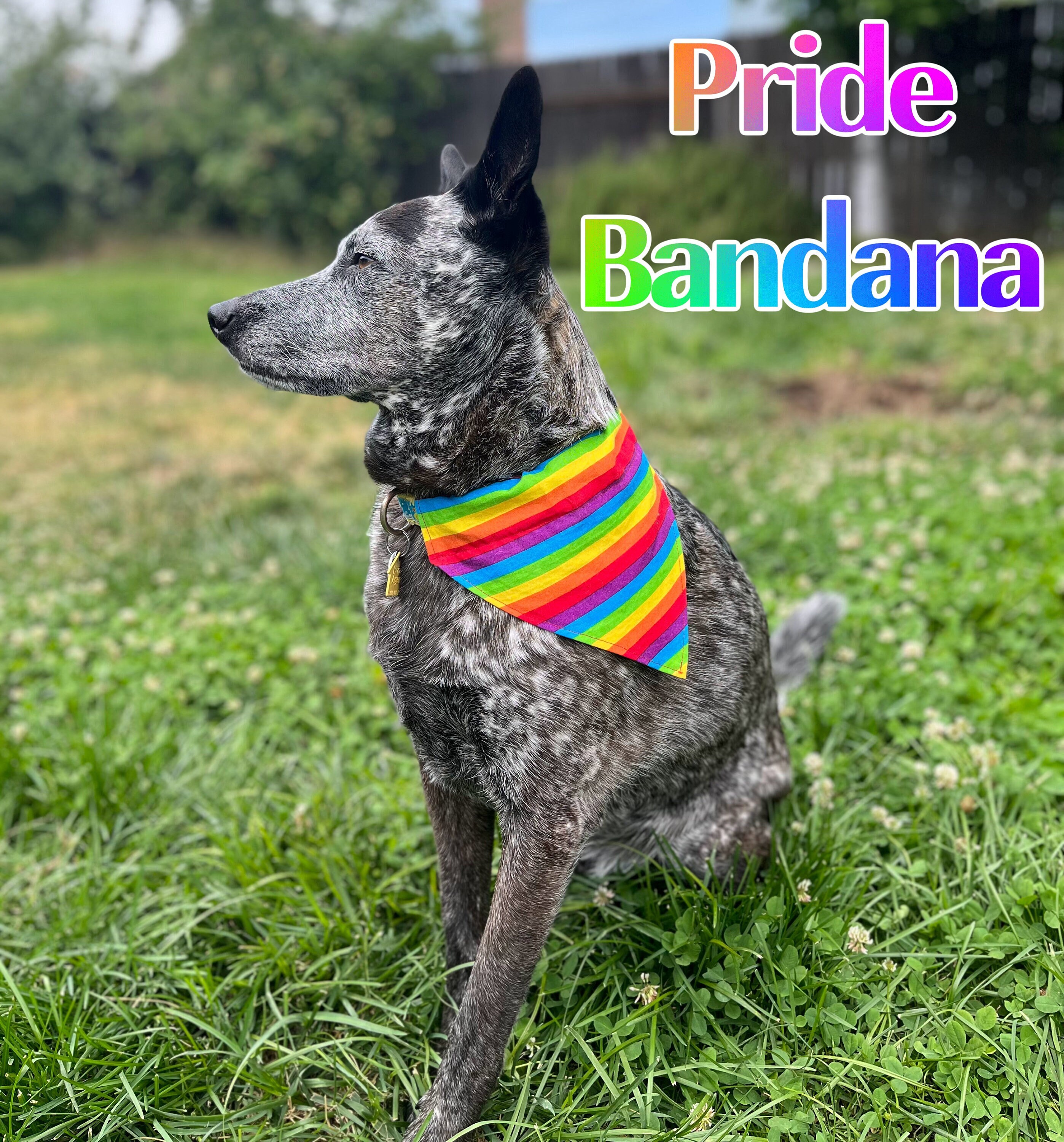 Gay pride dog shirt best sale