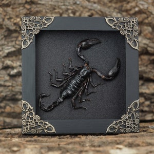 Framed Scorpion Shadow Box Handmade Real Dried Presered Insect Anniversary Gift Gothic Art Decor Wall Hanging Christmas Wooden Shadow Box