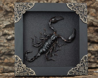 Framed Scorpion Shadow Box Handmade Real Dried Presered Insect Anniversary Gift Gothic Art Decor Wall Hanging Christmas Wooden Shadow Box