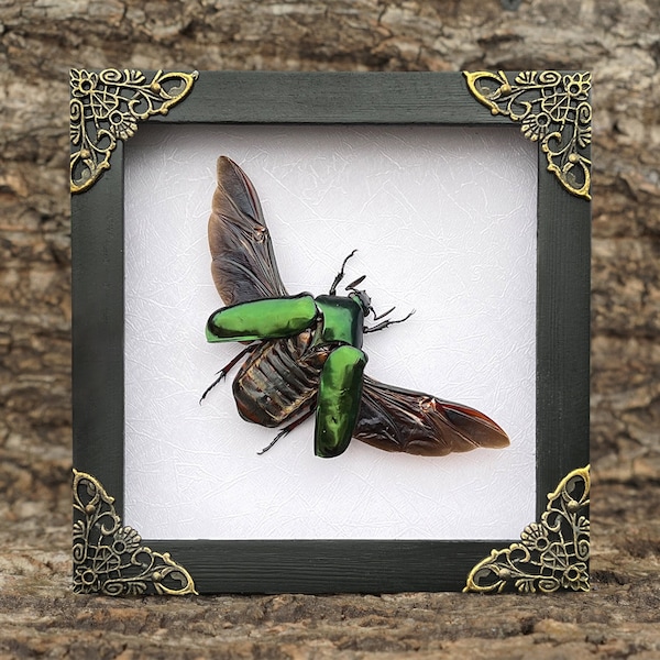 Vintage Framed Green Rhomborhina Scarab Beetle Real Dried Insect Entomology Wooden Shadow Box Wall Hanging Gothic Home Decor Artwork