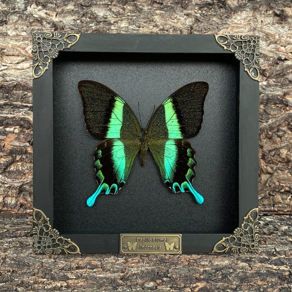 Handmade Real Framed Papilio Blumei Butterfly in 3D Floating Shadow Box - Insect Taxidermy Taxadermy Wall Art Decoration