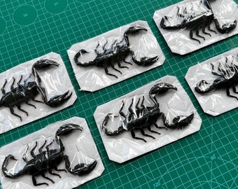 6 Real Scorpions Insect taxidermy- Giant Forest Dried Scorpions- Dead Insect Bug Entomology Taxadermy Oddity