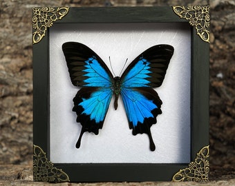 Real Framed Papilio Ulysses Butterfly Taxadermy Insect Lover Gift Decoration Entomology  Oddities Curiosities Artwork Butterfly Display Box