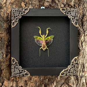 Framed Jeweled Flower Mantis Taxadermy Shadow Box Real Dried Insect Collection Gothic Handmade Wooden Frame Christmas Decor Entomology Gift