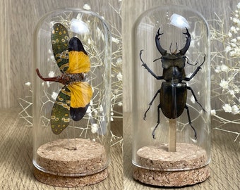 2 Beetle Cicada Glass Dome Preserve Insects In Bell Jar Taxidermied Artwork Dried Insect Specimen Oddities Curiosities Gift Gothic Decor