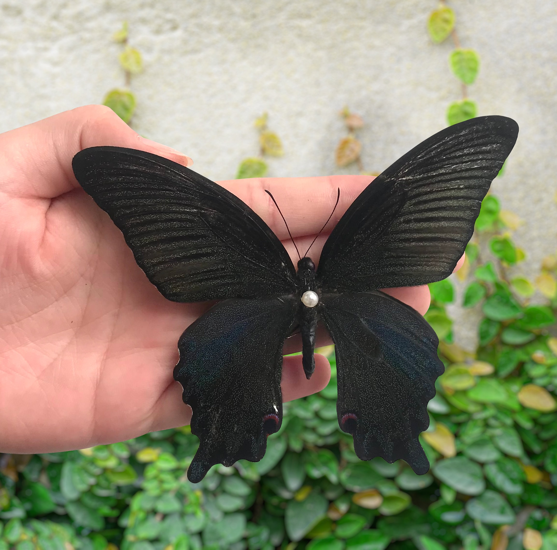 Real Spread Butterfly Papillio Mounted Pinned Insect Taxidermy