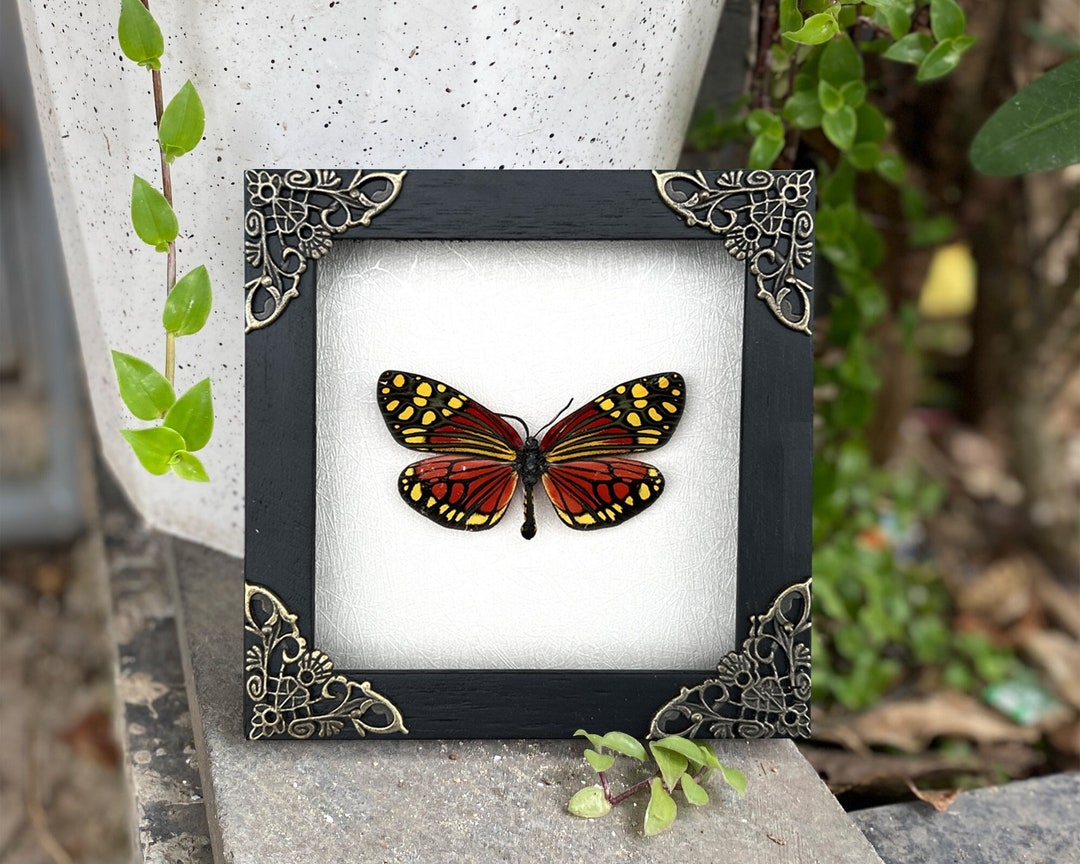 Real Framed Butterfly Handmade Shadow Box Vietnam Insect Etsy