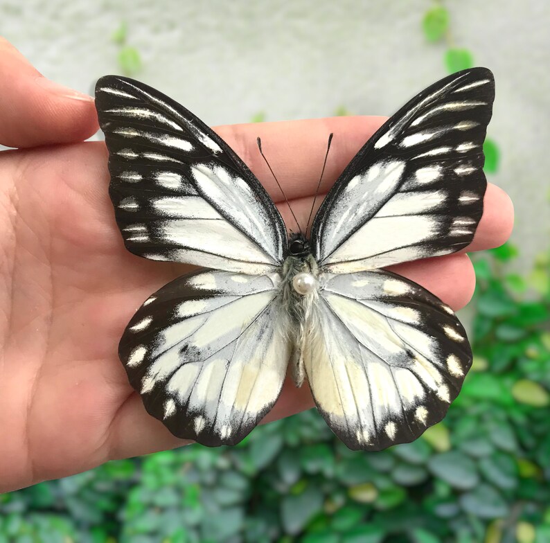 Real Spread Butterfly Taxidermy Mounted Pinned Insect Etsy