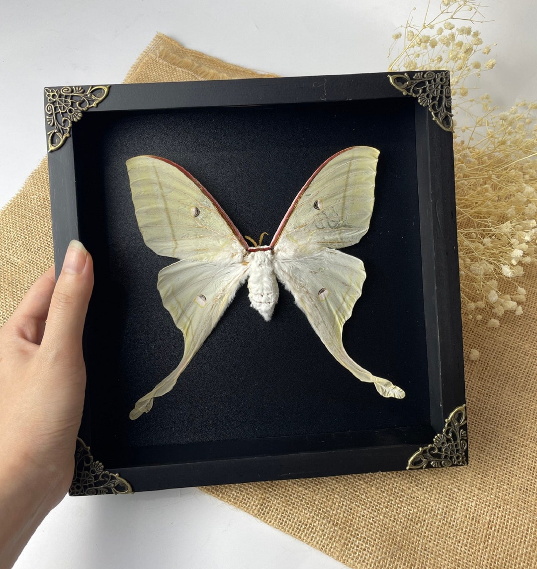 Real Framed Giant Butterfly Mounted Insect Shadow Box Dried Taxidermy ...