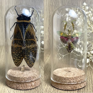 2 Praying Mantis and Cicada in Glass Dome Jar Dried Insect Specimen Taxidermied Artwork Oddities Curiosities Entomology Gift Gothic Decor