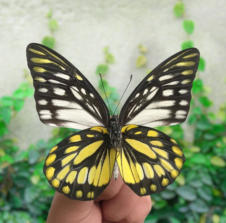 Real Spread Butterfly Taxidermy Mounted Pinned Insect Etsy