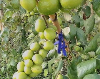 Thai giant jujube tree 3ft tall ( Big fruit). No shipping Ca