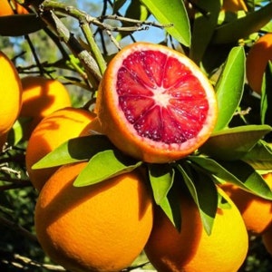 Blood Orange Citrus Tree 3ft  grafted tree. No shipping Ca.