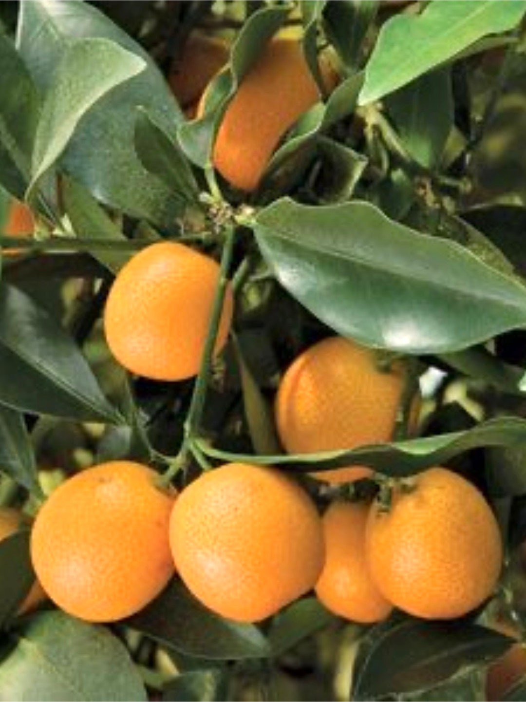 Meiwa Sweet Kumquat Tree Grafted 2ft With Flower and Fruit On Etsy