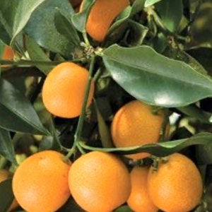 Meiwa sweet kumquat tree grafted 2ft and up. image 1