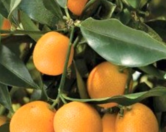 Meiwa sweet kumquat tree grafted 2ft and up.