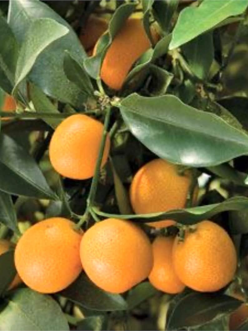 Meiwa sweet kumquat tree grafted 2ft and up. image 1