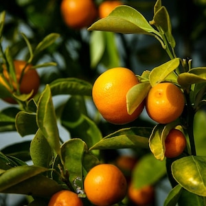 Calamondin Orange Tree 3ft to 4ft  grafted tree.