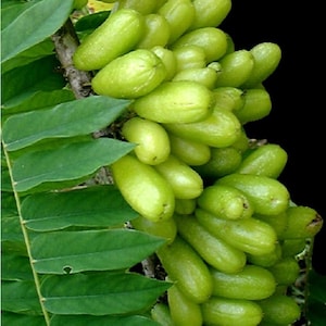Bilimbi  (Averrhoa bilimbi)  fruit tree air layered 3ft tall. No ship to CA.