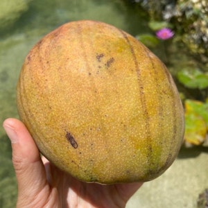 Julie  MANGO Tree grafted almost 3ft . No shipping Ca.
