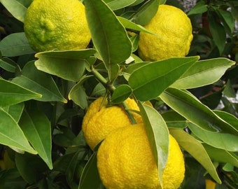 Yuzu lemon tree. Yuzu Japanese citrus lemon tree  3ft & up tall