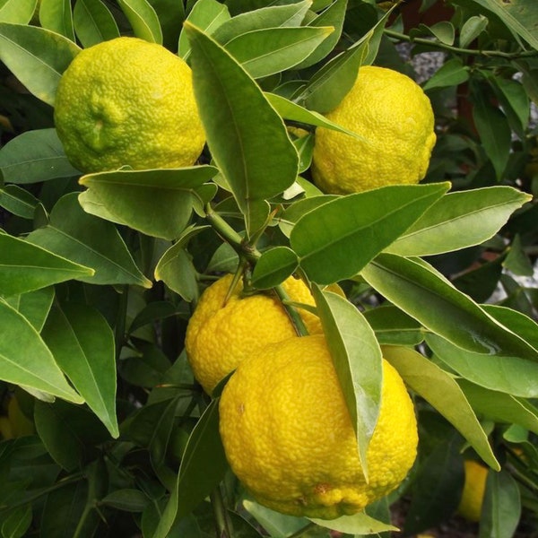 Yuzu lemon tree. Yuzu Japanese citrus lemon tree  3ft & up tall