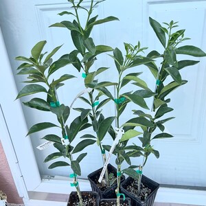 Meiwa sweet kumquat tree grafted 2ft and up. image 3