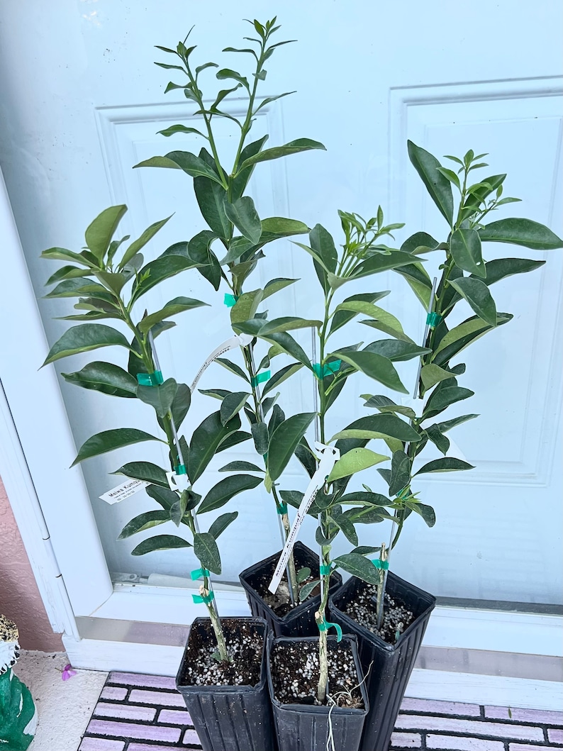 Meiwa sweet kumquat tree grafted 2ft and up. image 3