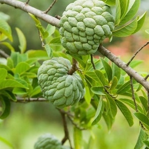 Sugar Apple/ Custard Apple tree  3 to 4ft trees. Flower will be soon. ( no shipping Ca)