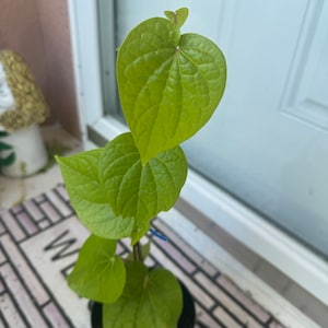 Potted Paan One ft Up Piper  Betle Plant   Vine.